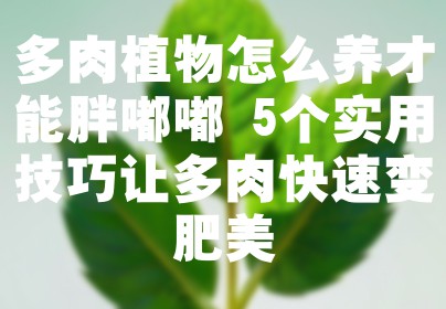 多肉植物怎么养才能胖嘟嘟 5个实用技巧让多肉快速变肥美