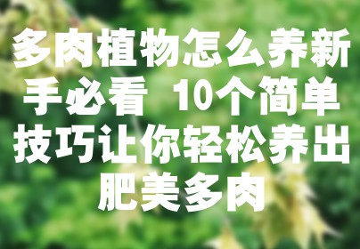 多肉植物怎么养新手必看 10个简单技巧让你轻松养出肥美多肉