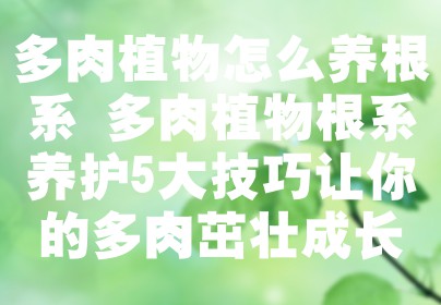 多肉植物怎么养根系 多肉植物根系养护5大技巧让你的多肉茁壮成长