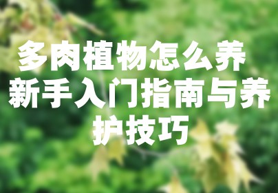 多肉植物怎么养 新手入门指南与养护技巧