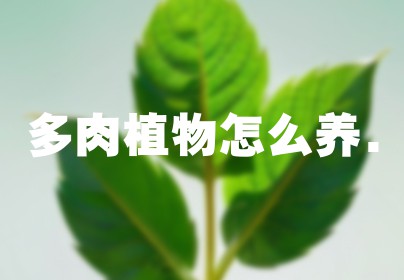 多肉植物怎么养.