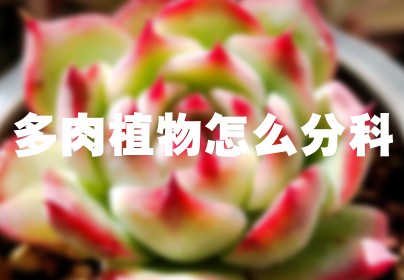 多肉植物怎么分科