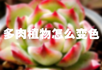 多肉植物怎么变色