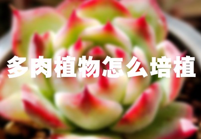 多肉植物怎么培植