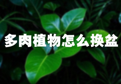 多肉植物怎么换盆