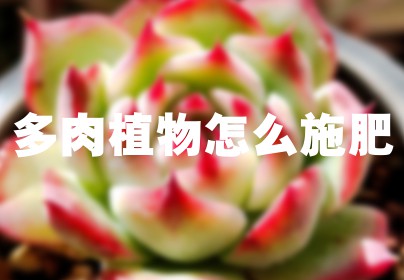 多肉植物怎么施肥