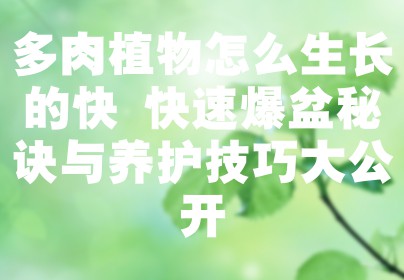 多肉植物怎么生长的快 快速爆盆秘诀与养护技巧大公开