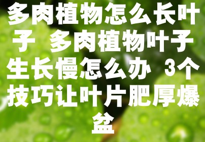 多肉植物怎么长叶子 多肉植物叶子生长慢怎么办 3个技巧让叶片肥厚爆盆