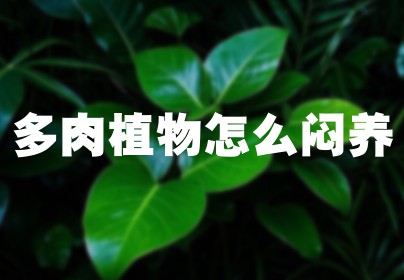 多肉植物怎么闷养