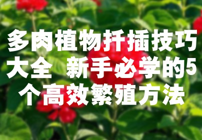 多肉植物扦插技巧大全 新手必学的5个高效繁殖方法