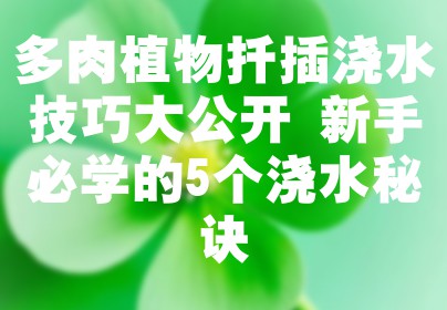 多肉植物扦插浇水技巧大公开 新手必学的5个浇水秘诀