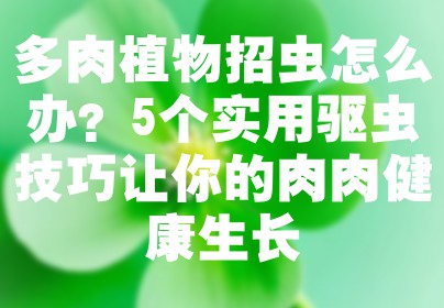 多肉植物招虫怎么办？5个实用驱虫技巧让你的肉肉健康生长