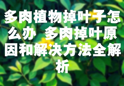 多肉植物掉叶子怎么办 多肉掉叶原因和解决方法全解析