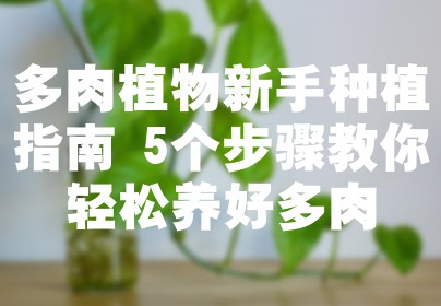 多肉植物新手种植指南 5个步骤教你轻松养好多肉