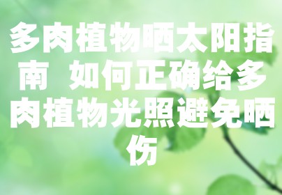 多肉植物晒太阳指南 如何正确给多肉植物光照避免晒伤