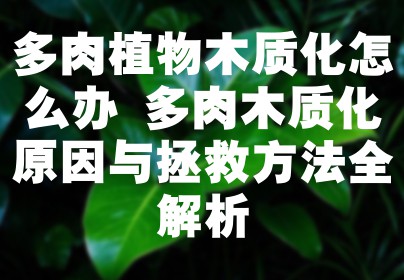 多肉植物木质化怎么办 多肉木质化原因与拯救方法全解析