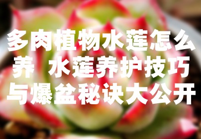 多肉植物水莲怎么养 水莲养护技巧与爆盆秘诀大公开