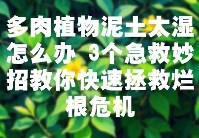 多肉植物泥土太湿怎么办 3个急救妙招教你快速拯救烂根危机