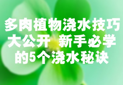 多肉植物浇水技巧大公开 新手必学的5个浇水秘诀