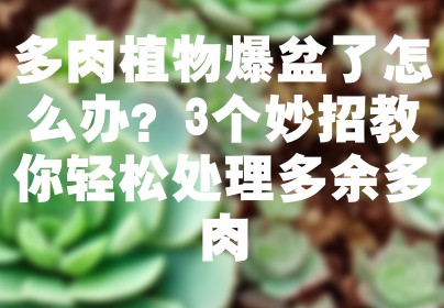 多肉植物爆盆了怎么办？3个妙招教你轻松处理多余多肉