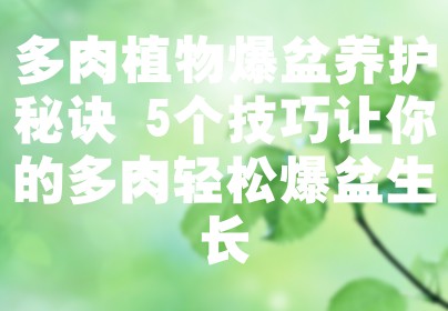多肉植物爆盆养护秘诀 5个技巧让你的多肉轻松爆盆生长