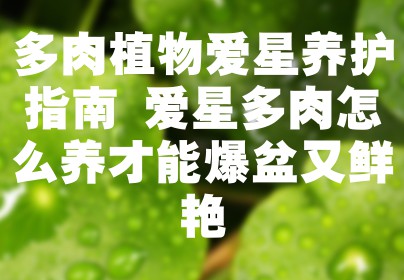 多肉植物爱星养护指南 爱星多肉怎么养才能爆盆又鲜艳