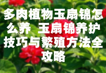 多肉植物玉扇锦怎么养 玉扇锦养护技巧与繁殖方法全攻略
