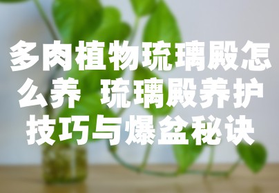 多肉植物琉璃殿怎么养 琉璃殿养护技巧与爆盆秘诀
