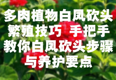 多肉植物白凤砍头繁殖技巧 手把手教你白凤砍头步骤与养护要点
