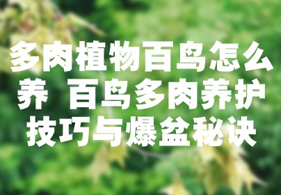 多肉植物百鸟怎么养 百鸟多肉养护技巧与爆盆秘诀