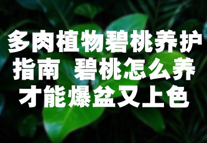 多肉植物碧桃养护指南 碧桃怎么养才能爆盆又上色