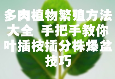 多肉植物繁殖方法大全 手把手教你叶插枝插分株爆盆技巧