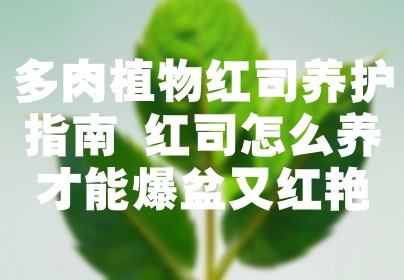 多肉植物红司养护指南 红司怎么养才能爆盆又红艳