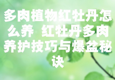 多肉植物红牡丹怎么养 红牡丹多肉养护技巧与爆盆秘诀