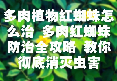 多肉植物红蜘蛛怎么治 多肉红蜘蛛防治全攻略 教你彻底消灭虫害