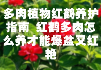多肉植物红鹤养护指南 红鹤多肉怎么养才能爆盆又红艳