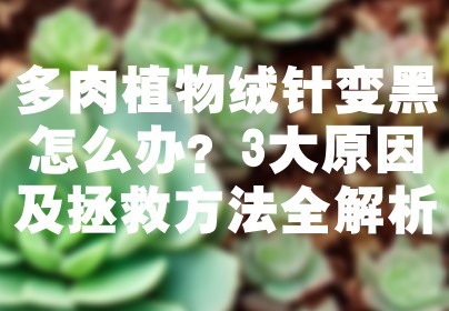 多肉植物绒针变黑怎么办？3大原因及拯救方法全解析