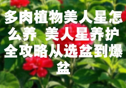 多肉植物美人星怎么养 美人星养护全攻略从选盆到爆盆