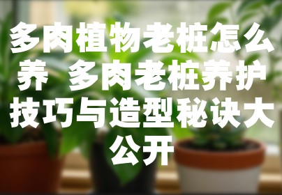 多肉植物老桩怎么养 多肉老桩养护技巧与造型秘诀大公开