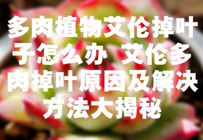 多肉植物艾伦掉叶子怎么办 艾伦多肉掉叶原因及解决方法大揭秘