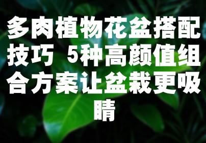 多肉植物花盆搭配技巧 5种高颜值组合方案让盆栽更吸睛