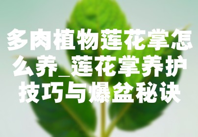 多肉植物莲花掌怎么养_莲花掌养护技巧与爆盆秘诀