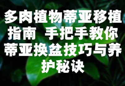 多肉植物蒂亚移植指南 手把手教你蒂亚换盆技巧与养护秘诀
