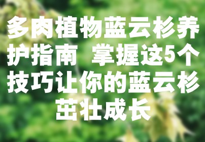 多肉植物蓝云杉养护指南 掌握这5个技巧让你的蓝云杉茁壮成长