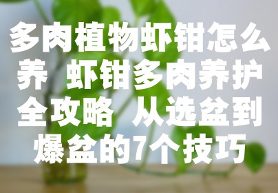 多肉植物虾钳怎么养 虾钳多肉养护全攻略 从选盆到爆盆的7个技巧