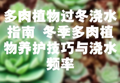 多肉植物过冬浇水指南 冬季多肉植物养护技巧与浇水频率