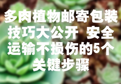 多肉植物邮寄包装技巧大公开 安全运输不损伤的5个关键步骤