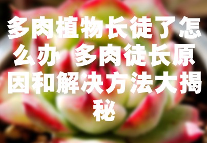 多肉植物长徒了怎么办 多肉徒长原因和解决方法大揭秘