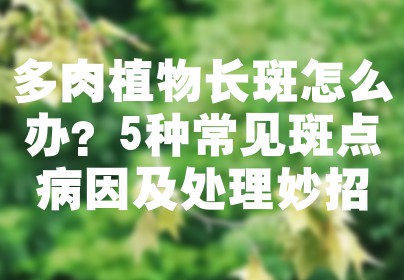 多肉植物长斑怎么办？5种常见斑点病因及处理妙招