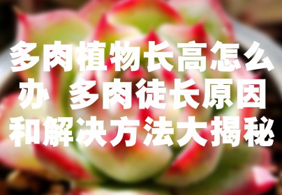 多肉植物长高怎么办 多肉徒长原因和解决方法大揭秘